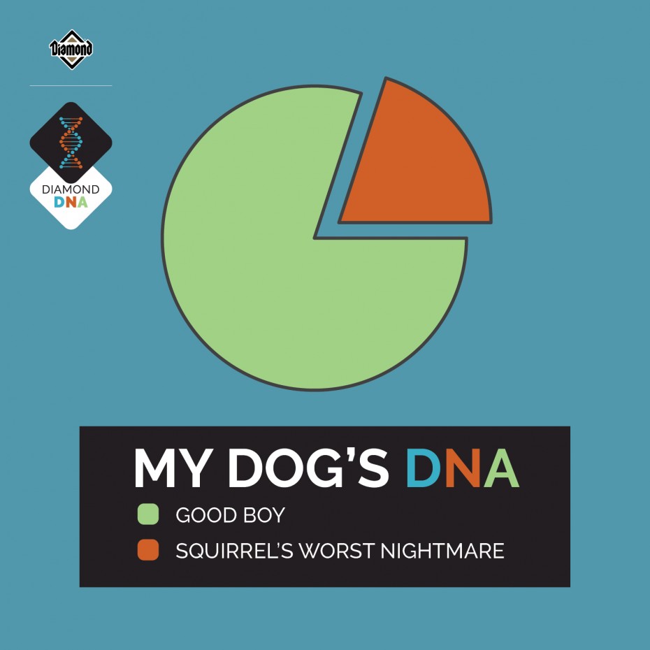 394DN-2228C_DiamondDNA_IG_1200x1200_PieChart