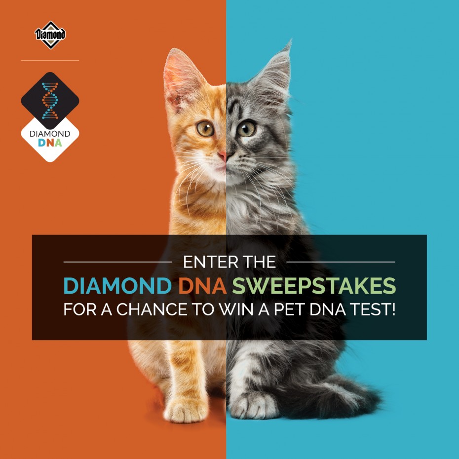394DN-2228C_DiamondDNA_IG_1200x1200_Reminder_